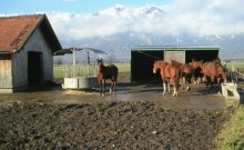 Stalls / Equestrian